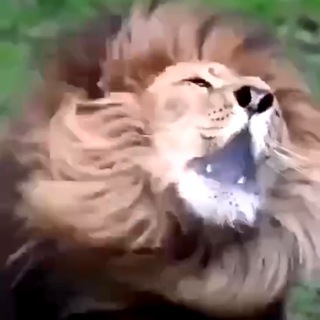 Telegram profile photo for The TRUTH Roars