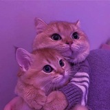 Telegram profile photo for safety pics