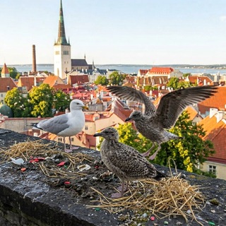 Telegram group profile photo for Экспаты — Work in Estonia