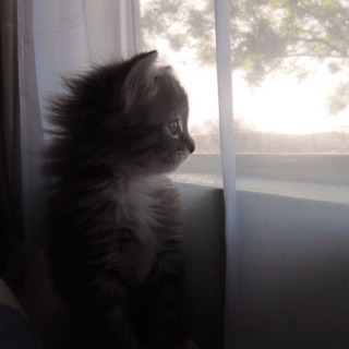 Telegram profile photo for акиралав