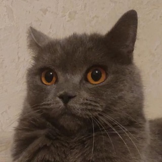 Telegram profile photo for Fonarik store
