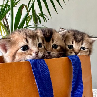 Telegram profile photo for LOVELY SCOTTISH CATS