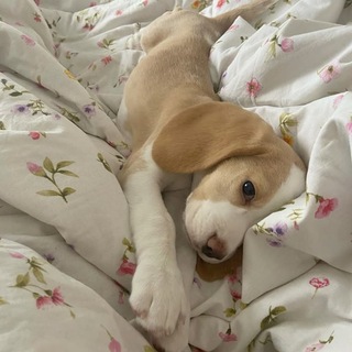 Telegram profile photo for Beagle