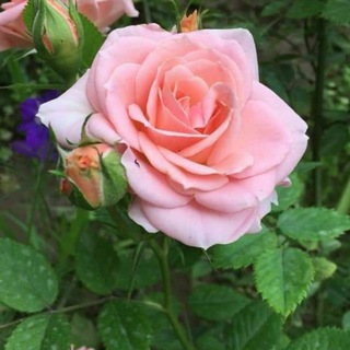 Telegram profile photo for صور ورد جميلة
