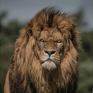 Telegram profile photo for Alsayyad || الــصـيـاد