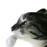 Telegram profile photo for Тупые видосы кф