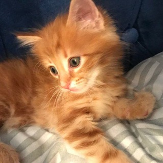Telegram profile photo for Канал▹ ˙∘болезненные всхлипы˓ˊ