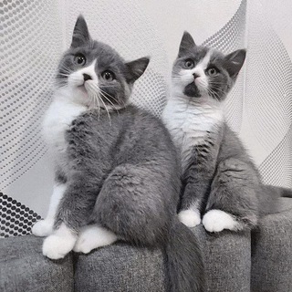 Telegram profile photo for $Twinny Portal