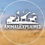 Telegram profile photo for AnimalExplained
