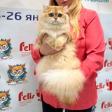 Telegram profile photo for Питомник Elena’s Dream