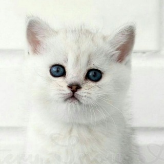 Telegram profile photo for Фотокарточки
