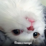 Telegram profile photo for мемы души моей ага