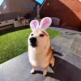 Telegram profile photo for Логово робло