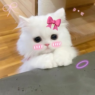 Telegram profile photo for Yu Money Exchange Group