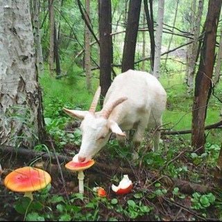 Telegram profile photo for Так говорила МилОчка