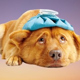 Telegram profile photo for $BARK Coin