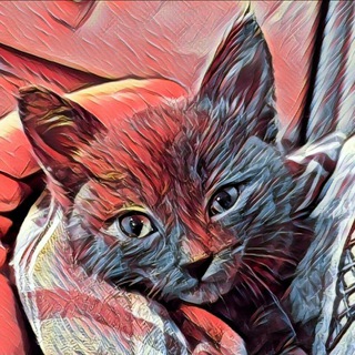 Telegram profile photo for КотоДонецк. Жизнь на грани ...
