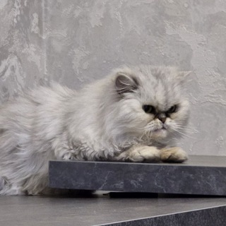 Telegram profile photo for комната хомяка