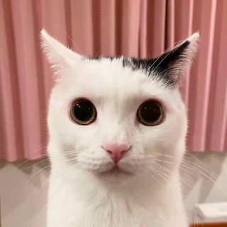 Telegram profile photo for $TOPCAT PORTAL