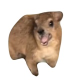 Telegram profile photo for pablo the hyrax | portal