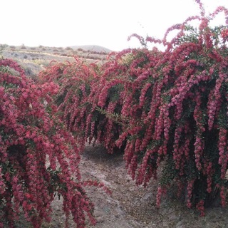 Telegram profile photo for نهال زرشک و عناب خراسان
