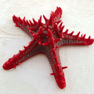 Telegram profile photo for πΊπ¦ StarParty