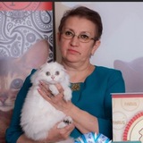 Telegram profile photo for Питомник шотландских кошек Elemurry