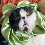 Telegram profile photo for ШИФУ-кот