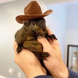 Telegram profile photo for $PNUT BSC - Peanut The Squirrel
