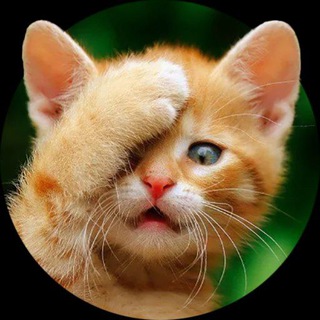 Telegram profile photo for МЕМЫ ДЛЯ РАЗГОВОРА