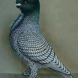 Telegram profile photo for أستاذ يونس حنون