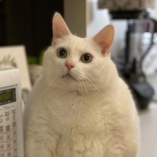 Telegram profile photo for Мемы для важных переговоров