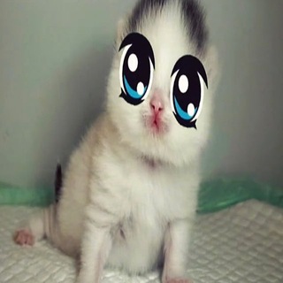 Telegram profile photo for yasu3927 прикольно