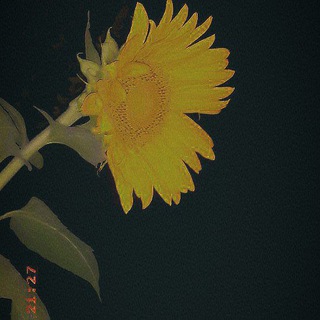 Telegram profile photo for Sunflower🙂🌻💛گوڵەبەڕۆژە