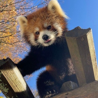 Telegram profile photo for Пандюшкин. Red panda.