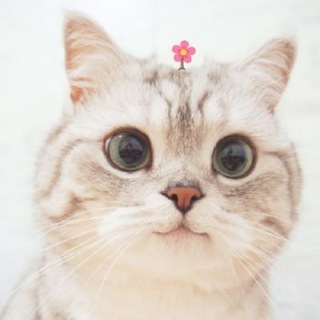 Telegram profile photo for 这有猫猫