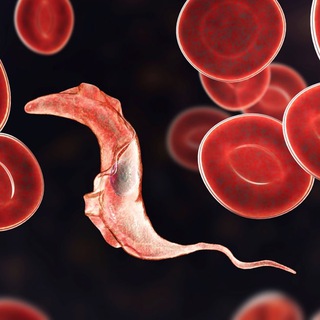 Telegram profile photo for Parasites Meet Cells 🪱