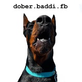 Telegram profile photo for dober.baddi.fb