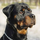 Telegram profile photo for rottweiler