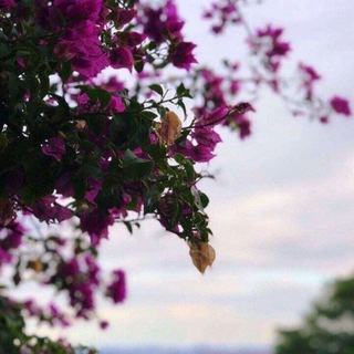 Telegram profile photo for رُڪن || لِـ فاطِـم .