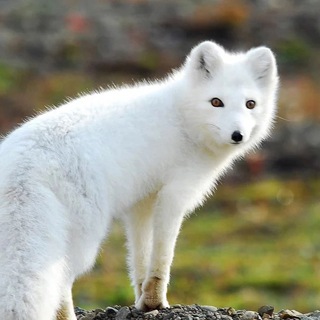 Telegram profile photo for Полный песец