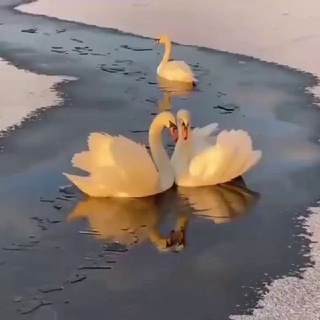 Telegram profile photo for 🦢 سفید