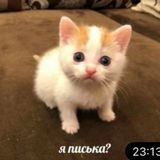 Telegram profile photo for Прайс и отзывы ПОХУДЕНИЕ