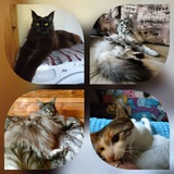 Telegram profile photo for Кунобесие и всё что с ним связано