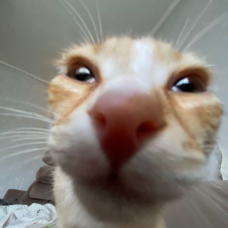 Telegram profile photo for Ета Квантъ, а ета его вестникъ