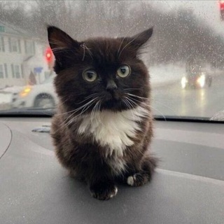 Telegram profile photo for $mifi
