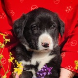 Telegram profile photo for 🐾 Помощь животным. Сенной 🐾