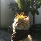 Telegram profile photo for 4 attempt to survive.