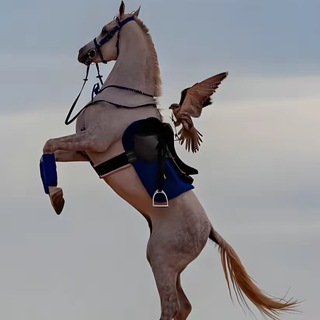 Telegram profile photo for Mohammed&