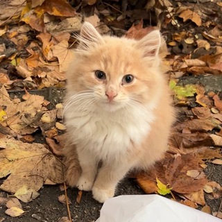 Telegram profile photo for Котики для Котят